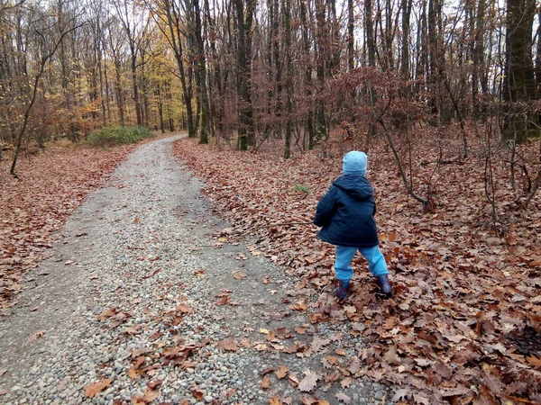 Child Walking Forest Autumn — Stok fotoğraf