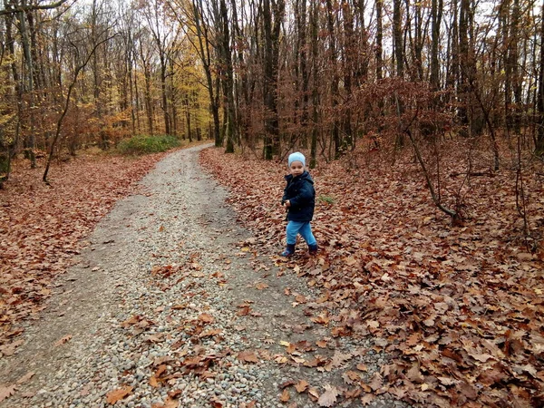 Child Walking Forest Autumn — Stok fotoğraf