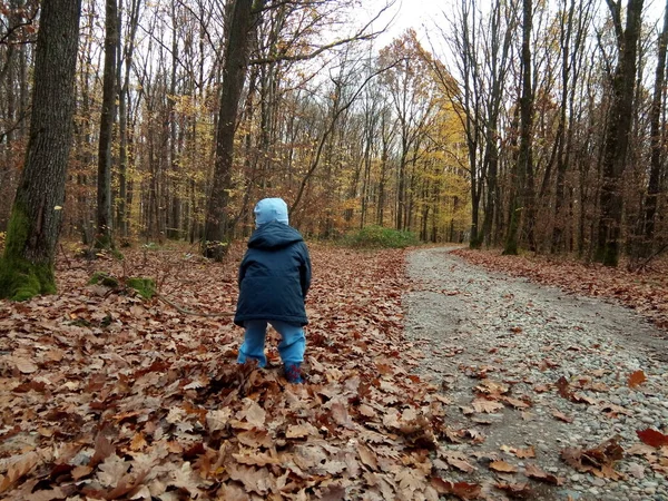 Child Walking Forest Autumn — Stok fotoğraf