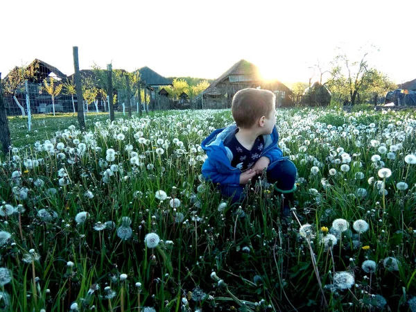 Niño Pequeño Está Jugando Tierra Con Diente León —  Fotos de Stock