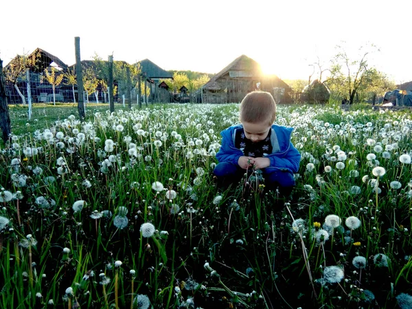 Niño Pequeño Está Jugando Tierra Con Diente León —  Fotos de Stock