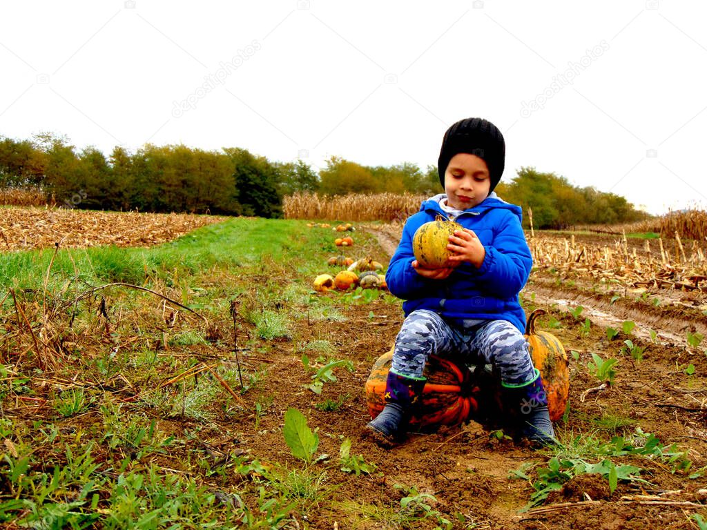 a boy among the pumpking on the farm