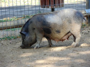 Romanya 'daki hayvanat bahçesinde Minnesota domuzu