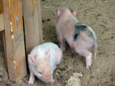 Hayvanat bahçesindeki küçük Minnesota domuzları