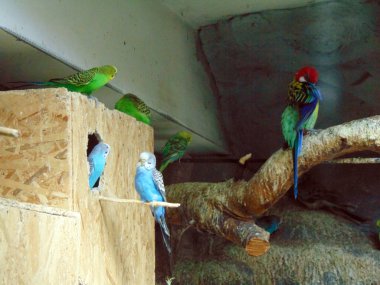 Hayvanat bahçesindeki kafeste egzotik kuşlar