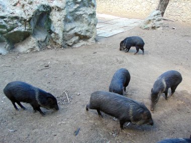 Romanya 'da hayvanat bahçesindeki domuzlar