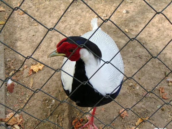 Silver Pheasant Zoo Romania — Stock Photo, Image