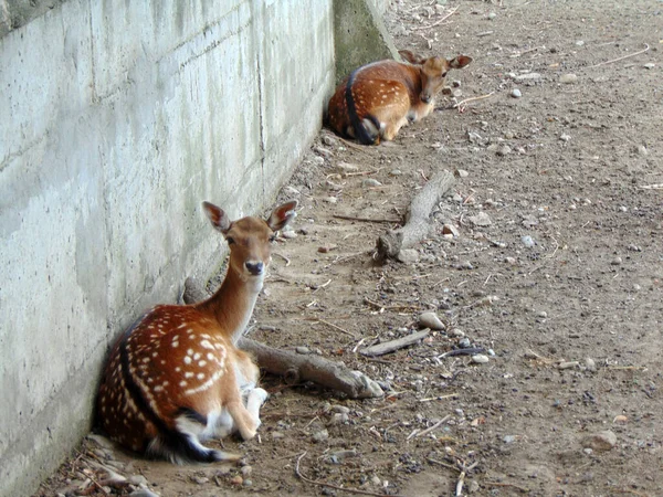 罗马尼亚动物园的两只鹿 — 图库照片