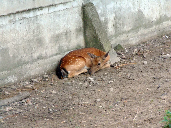 Jelen Zoo Rumunsku — Stock fotografie