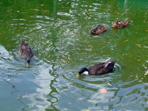 Eenden Het Water Dierentuin — Stockfoto