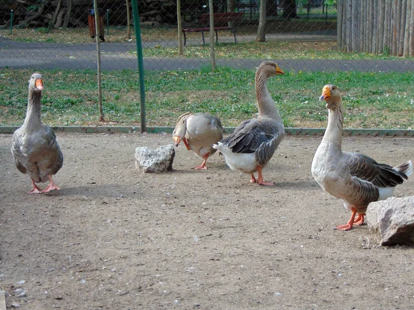 Gänse Zoo Gehege — Stockfoto