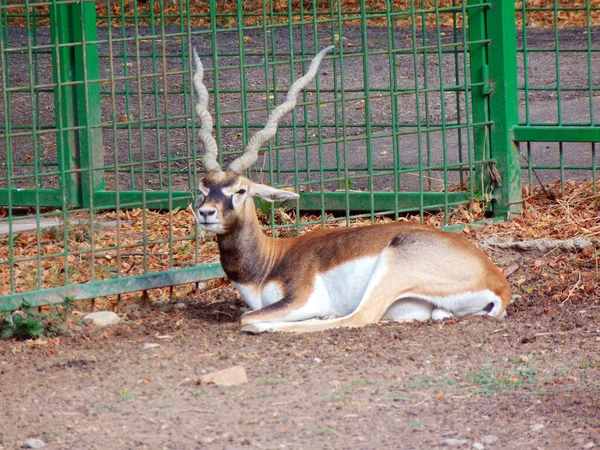 Antilope Avec Cornes Spirales Zoo — Photo