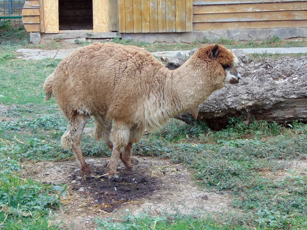 Animal Alpaca Zoológico Una Pluma — Foto de Stock