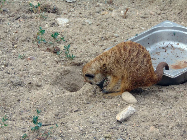 Meerkat Zoo Rumunsku — Stock fotografie