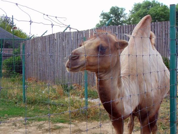 Kamel Zoo Rumänien — Stockfoto