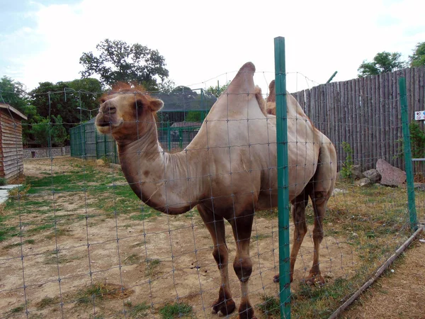 Camello Zoológico Rumania —  Fotos de Stock