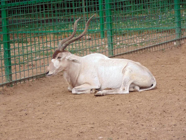 Antílope Addax Zoológico Rumanía —  Fotos de Stock