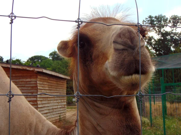 Perto Camelo Zoológico — Fotografia de Stock