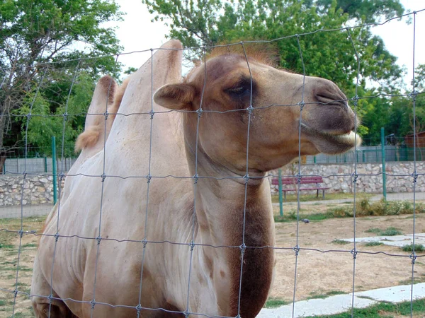 Primer Plano Camello Zoológico — Foto de Stock