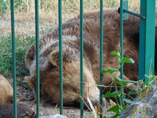 Urso Está Dormindo Zoológico — Fotografia de Stock