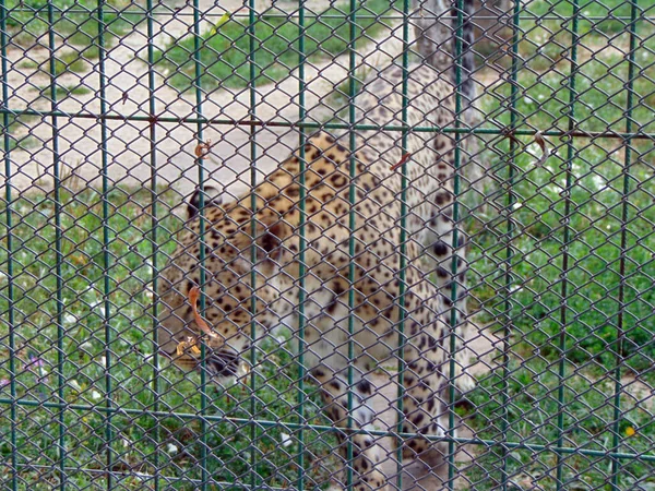 Hayvanat Bahçesinde Bir Ağılda Leopar — Stok fotoğraf