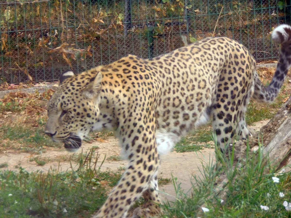 Leopárd Egy Tollban Állatkertben — Stock Fotó