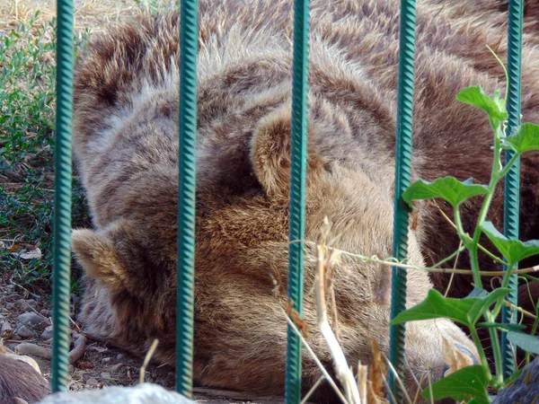 Μια Αρκούδα Κοιμάται Στο Ζωολογικό Κήπο — Φωτογραφία Αρχείου