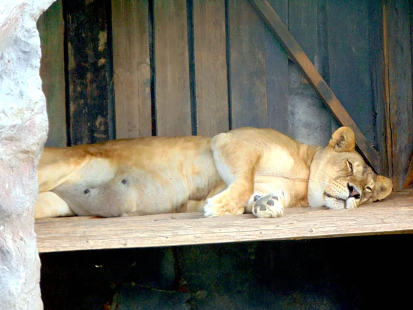 사자는 동물원에서 — 스톡 사진