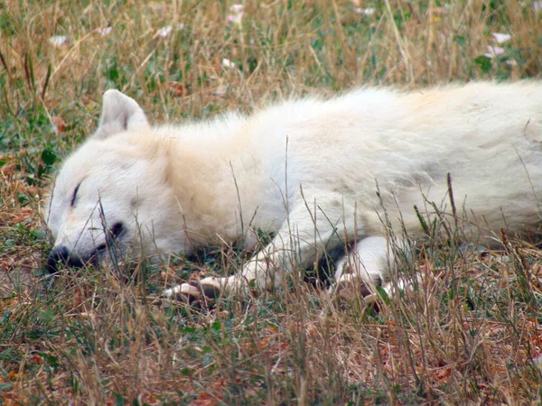 Lobo Branco Está Dormindo Zoológico — Fotografia de Stock