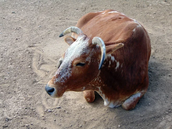 Zebu Tehén Állatkertben Romániában — Stock Fotó