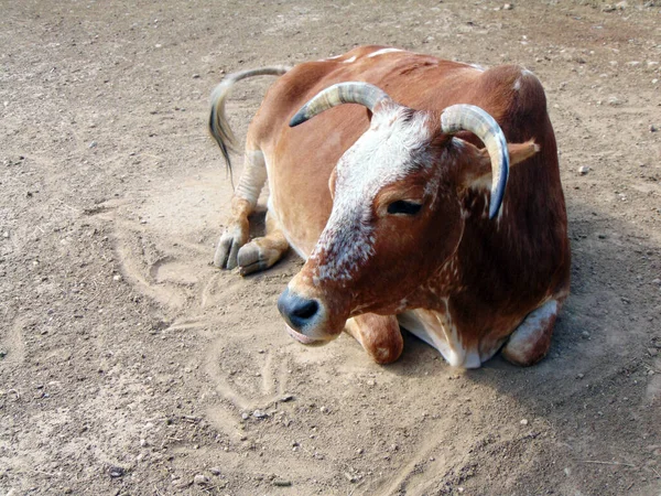 Корова Зебу Зоопарку Румунії — стокове фото