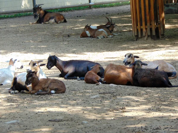 Moutons Dans Enclos Zoo — Photo