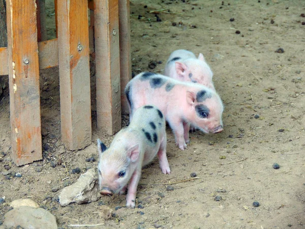 Små Minnesota Grisar Zoo — Stockfoto