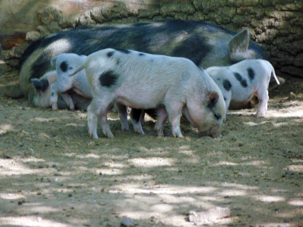 Миннесотские Свиньи Зоопарке Румынии — стоковое фото