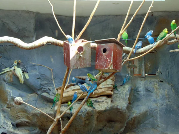 Uccelli Esotici Una Gabbia Allo Zoo — Foto Stock
