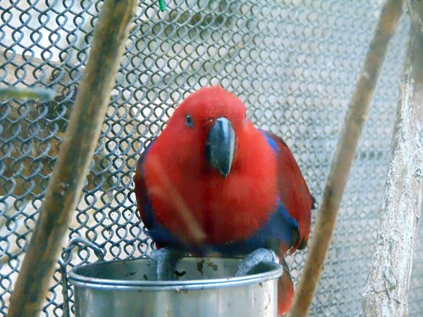 Eclectus Parrot Zoo Birds — Foto Stock