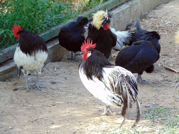 Hähne Zoo Rumänien — Stockfoto