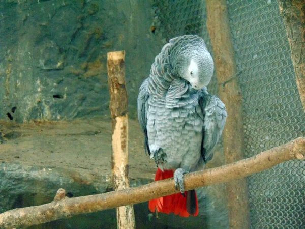 Afrikansk Grå Papegoja Jako Zoo — Stockfoto