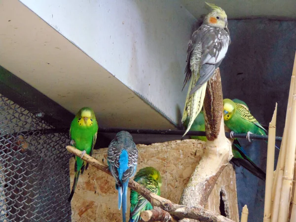 Uccelli Esotici Una Gabbia Allo Zoo — Foto Stock