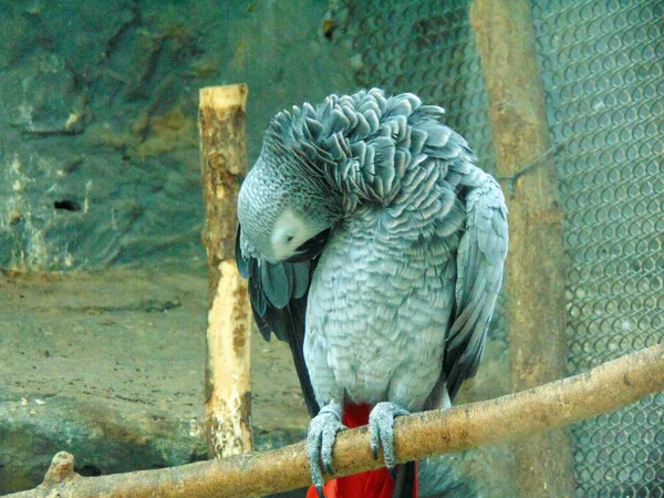 動物園でのアフリカの灰色のオウム ジャコ — ストック写真