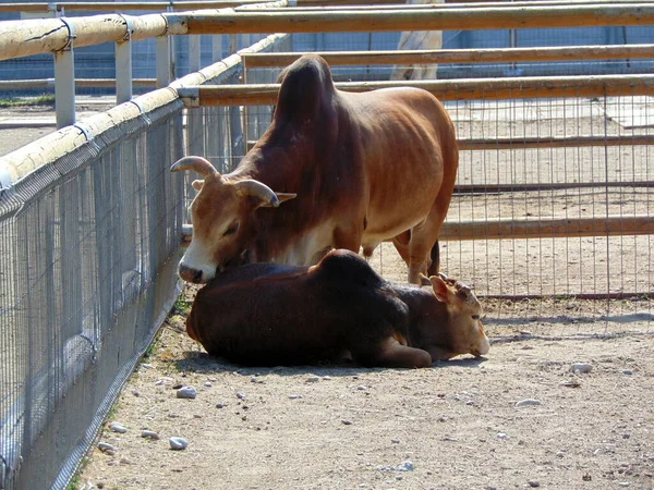 Zebu Корова Своим Ребенком — стоковое фото