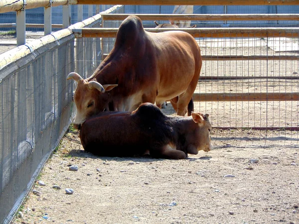 Zebu Корова Своим Ребенком — стоковое фото