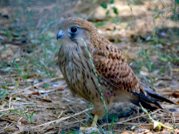 Turmfalke Rumänien Tiere — Stockfoto