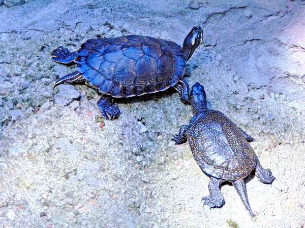 Een Schildpad Met Zijn Baby — Stockfoto