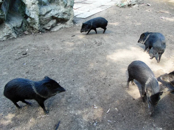 Porcos Novilhos Zoológico Roménia — Fotografia de Stock