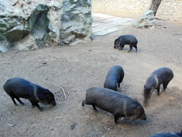 Porcos Novilhos Zoológico Roménia — Fotografia de Stock