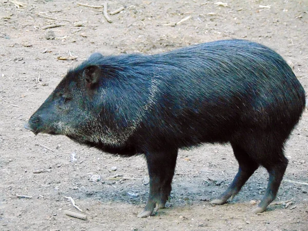 Pecccary Pig Zoo Rumunii — Zdjęcie stockowe