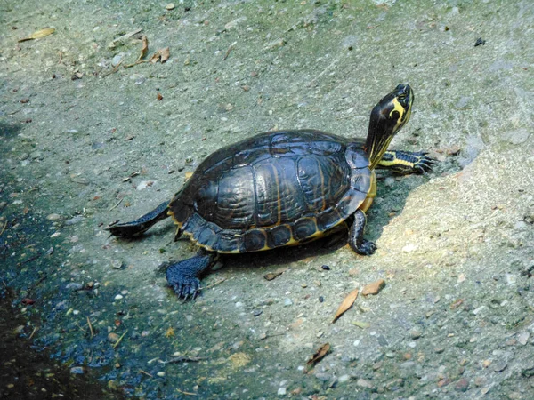 Eine Schildkröte Zoo Rumänien — Stockfoto