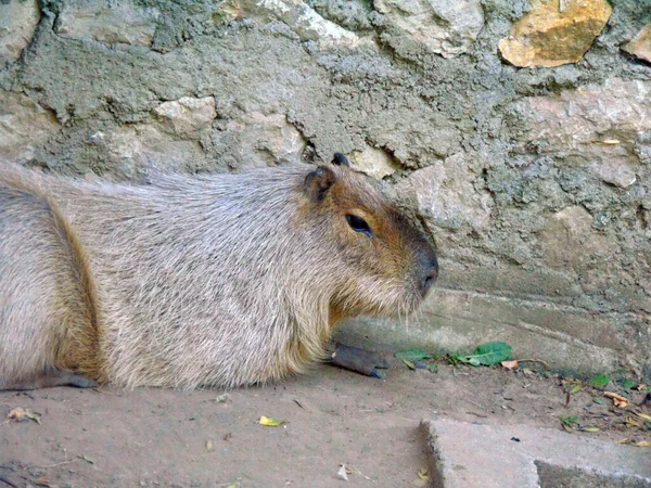 Capybara Zoo Rumunii — Zdjęcie stockowe