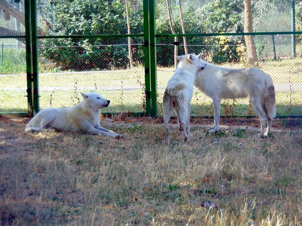 Três Lobos Brancos Zoológico — Fotografia de Stock